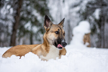 a red-haired dog lies in the snow in the middle of the forest and snow with his back to the photographer. Frozen dog in the snow