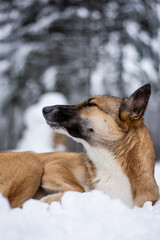 a red-haired dog lies in the snow in the middle of the forest and snow with his back to the photographer. Frozen dog in the snow