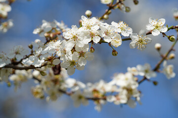 Obraz premium Marillenblüten