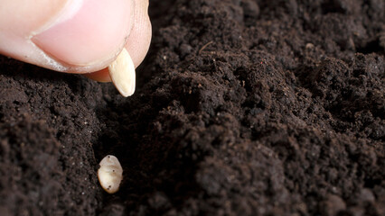 Farmer manually sows cucumber seeds into the soil, close-up. Cucumber seeds on the fingers woman against a background of fresh dark soil. Gardener's hand sows cucumber seeds into the ground.