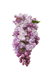 Branch of beautiful lilac flowers isolated on white background