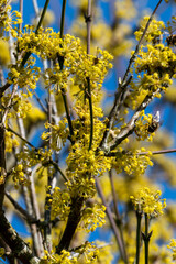 Cornus Mas 'Aurea' a winter spring flowering shrub plant with a yellow springtime flower commonly known as Cornelian cherry, stock photo image