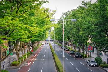 原宿表参道　新緑のケヤキ並木（東京都谷区）