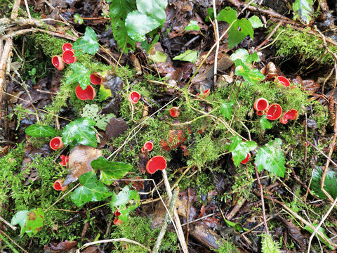 Sarcoscypha coccinea a red woodland fungi mushroom toadstool which is commonly known as scarlet elf cup or cap, stock photo image