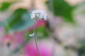 White flower blooming in spring with blur background