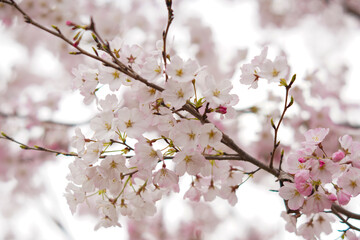 白背景の桜