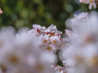 ソメイヨシノの咲く春の日