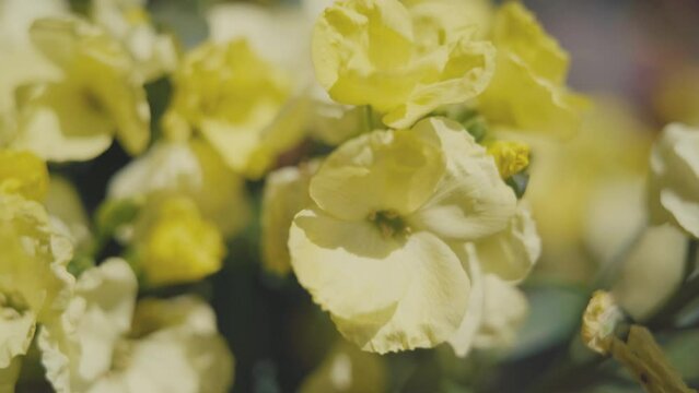 Fleurs jaunes