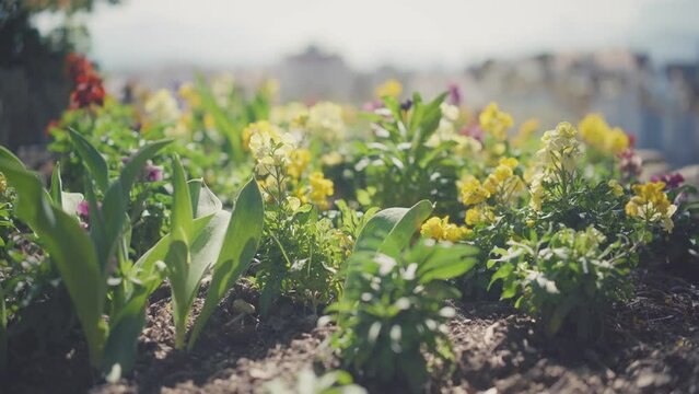 Parterre de fleurs jaunes