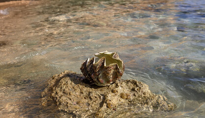 a large shell on a stone. sea beach. vacation