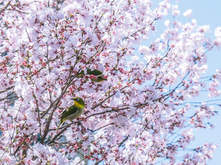 桜の枝に止まるメジロ