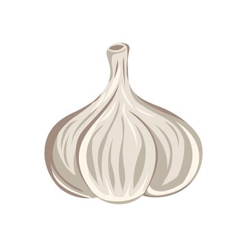garlic vegetable isolated vector colored