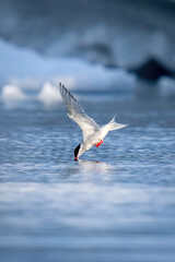Antarctic tern dives for fish in sea