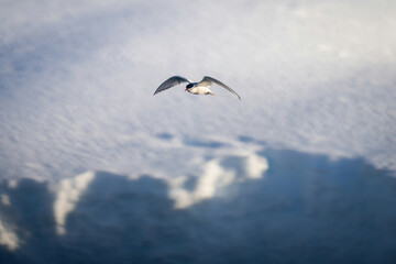Fototapeta na wymiar Antarctic tern flies over bank of snow