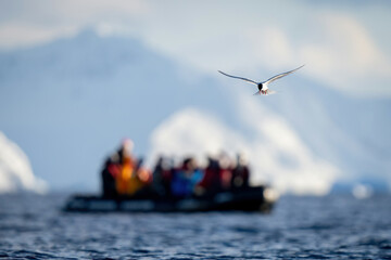 Naklejka premium Antarctic tern flies over sea near inflatable