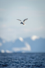 Antarctic tern flies over sea by mountains