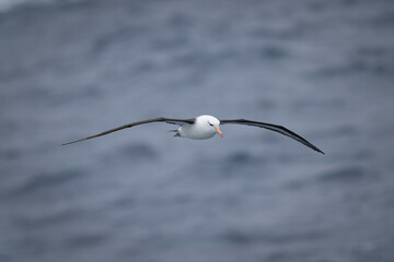 Black-browed albatross over ocean with wings spread