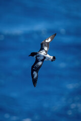 Cape petrel soars over ocean in sunshine