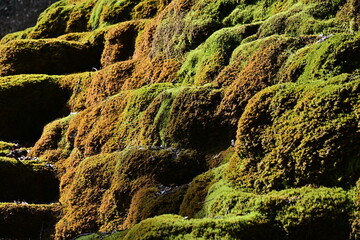 Kalktuffterrasse Hoher Brunnen bei Sollngriesbach, Franken, Berching, Bayern, Deutschland