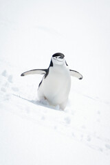 Chinstrap penguin descends snowy slope in sunshine