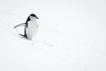 Chinstrap penguin descends snowy hill in sunshine