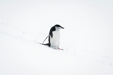 Fototapeta premium Chinstrap penguin descending snowy slope in sunshine