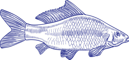 Carp Fish Monochrome Hand Drawn Illustration