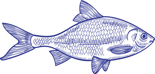 Roach Fish Monochrome Hand Drawn Illustration