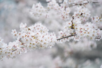 Obraz premium 東京の桜