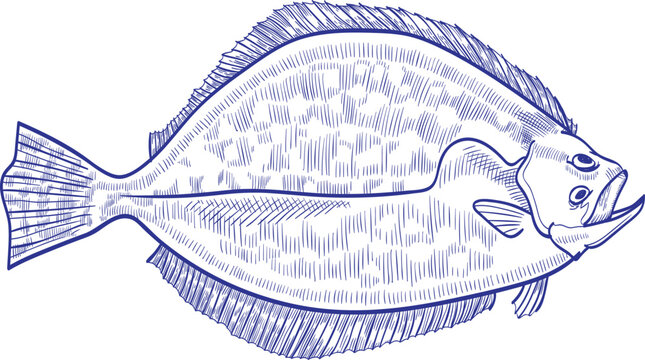 Flounder Fish Monochrome Hand Drawn Illustration