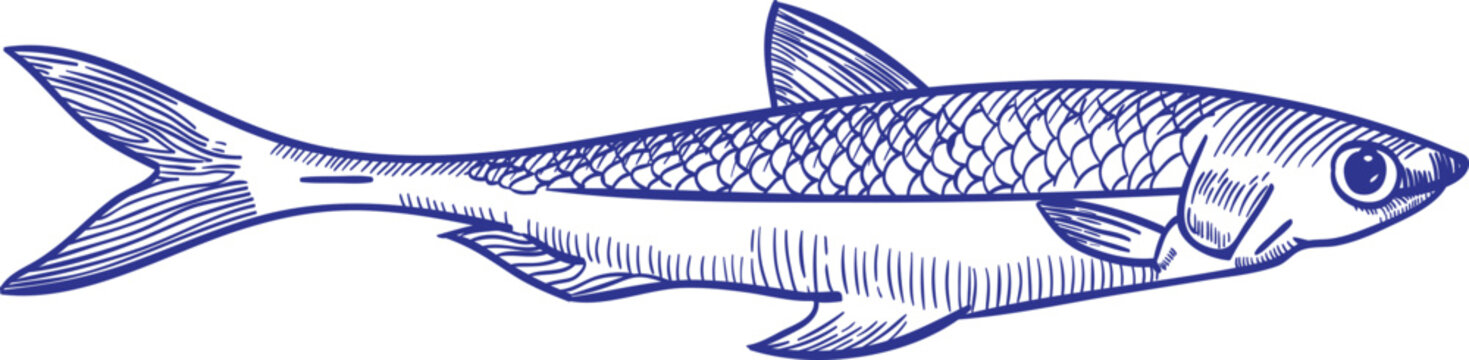 Anchovy Fish Monochrome Hand Drawn Illustration