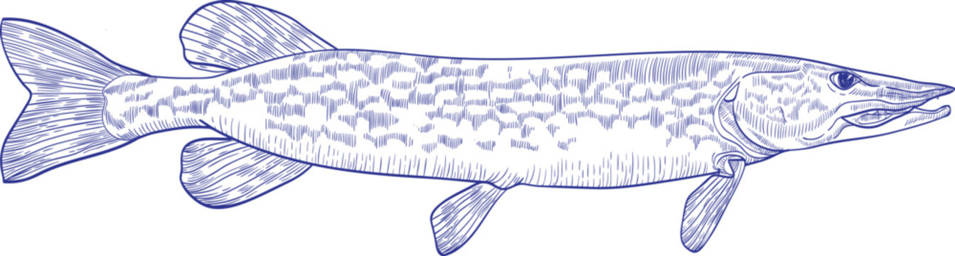 Pike Fish Monochrome Hand Drawn Illustration