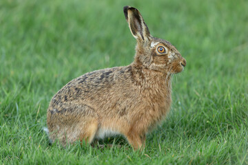 Close up of an alert brown hare in Springtime.  Facing right in lush green meadow, Yorkshire Dales, UK.  Scientific name: Lepus europaeus.  Horizontal  Copy space.