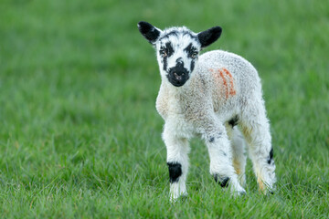 Close up of a newborn Swaledale mule lamb in Springtime.  Facing camera and stood in a lush green field.  Yorkshire Dales, UK.  Horizontal.  Copy Space. © Moorland Roamer