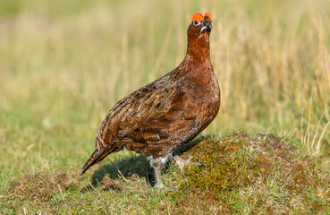 Red Grouse male in early Springtime, displaying his vivid red eyebrows during the breeding season.  Scienitfic name: Lagopus lagopus.   Facing right.  Clean background.  Horizontal, Copy space.