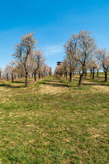 Blossoming almond tree orchard with view tower above Hustopece town in Czech republic