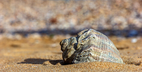 Close up of lonely Rapana on the beach. Blurred background