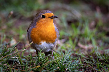 Robin