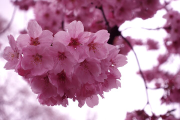 Sakura in japan. Cherry blossom.