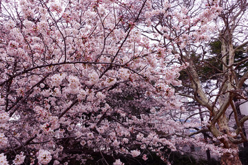 Many cherry blossoms.