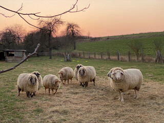 Abgegrenzte Weide darauf Schafe im Sonnenuntergang