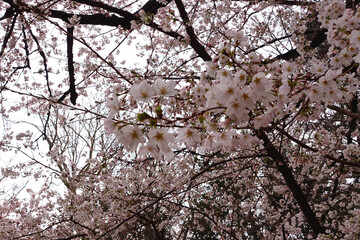 Lots of cherry blossoms. Sakura flowers bloom in spring in Japan.