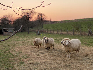 Fototapeta premium Schafe, Abendstimmung