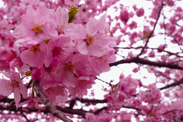 Cherry blossoms and a slight sky.