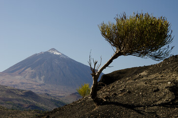 Teide summit and broom Spartocytisus supranubius. Teide National Park. Tenerife. Canary Islands....