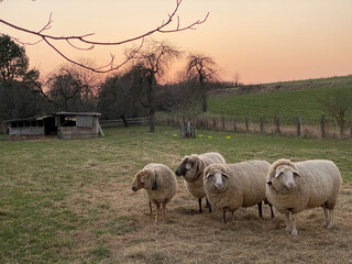 Schaf, Weide, Zaun, Sonnenuntergang, Baum