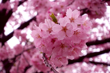 Cherry blossoms bloom in the spring season in Japan. Japanese sakura flowers.