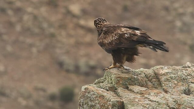 Aguila real en las rocas de la sierra abulense. España