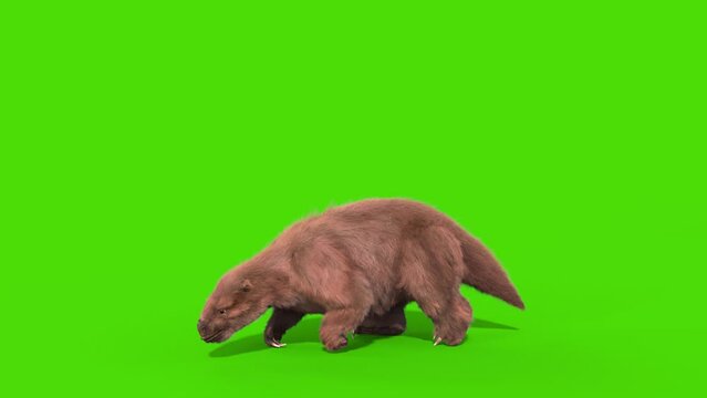 Paramylodon Pleistocene Mammal Spins and Roar side Green Screen 3D Rendering Animation