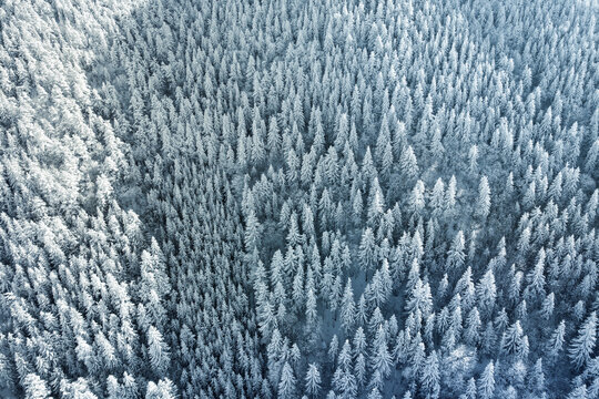 Aerial top view from drone of a snow-covered pine forest in winter mountains